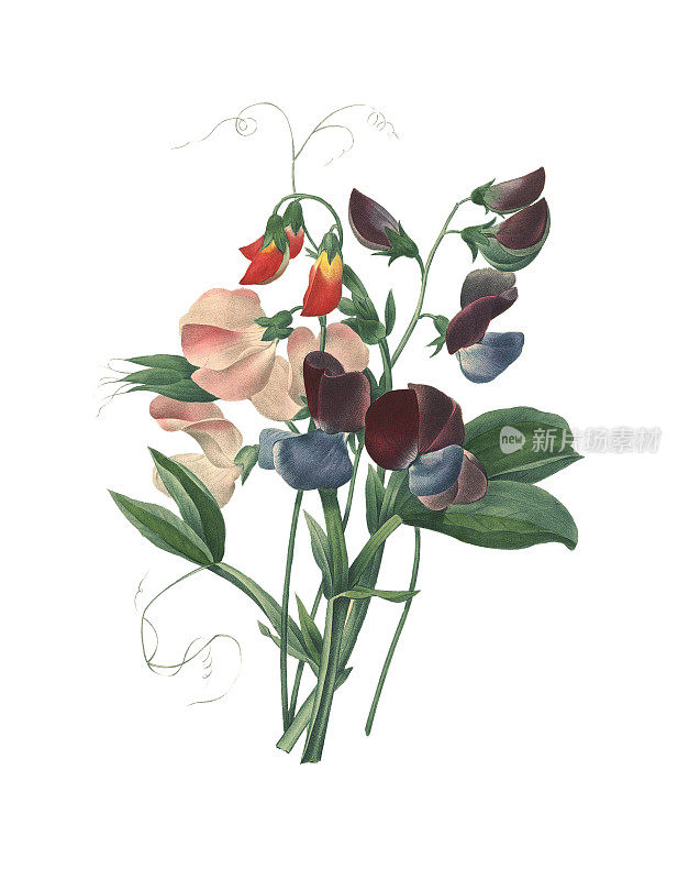 香豌豆(Lathyrus odoratus) | Redoute花卉插图